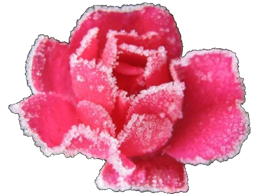 rose en sucre
